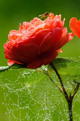 Обои Red Rose And Spider Web 320x480