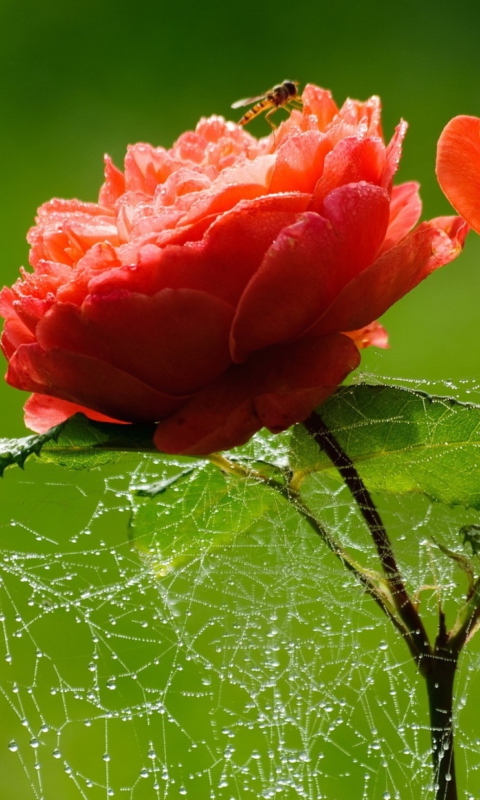 Red Rose And Spider Web wallpaper 480x800