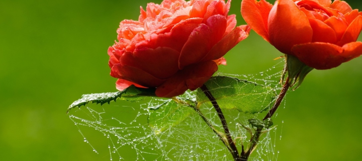 Обои Red Rose And Spider Web 720x320