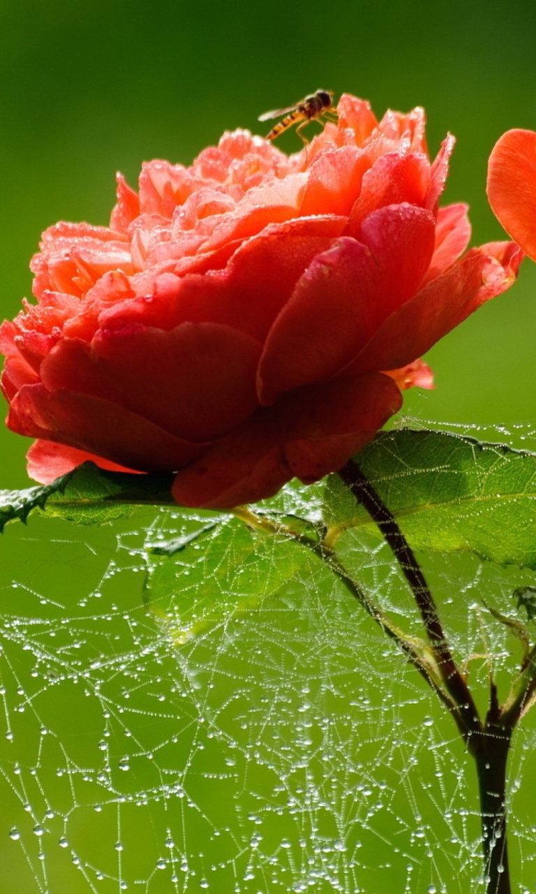 Red Rose And Spider Web wallpaper 768x1280