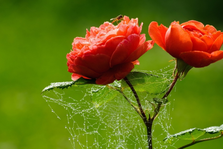 Fondo de pantalla Red Rose And Spider Web