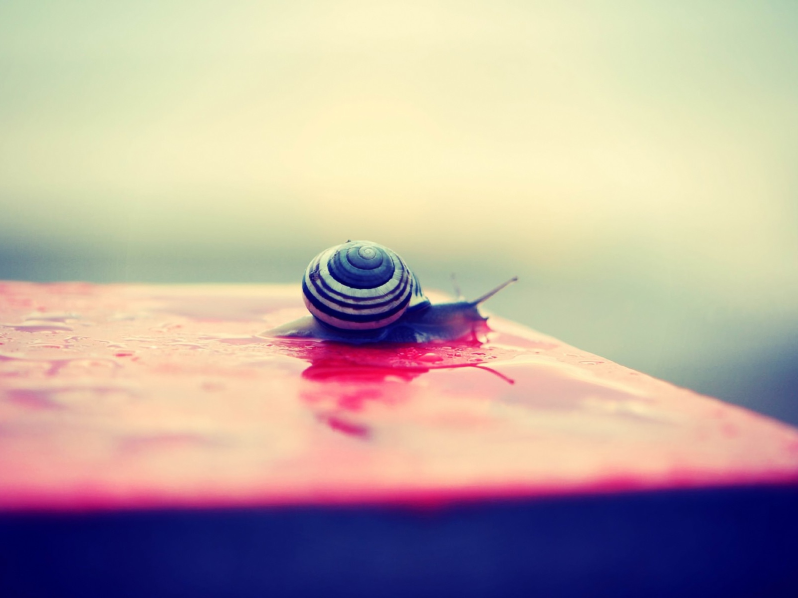 Das Snail On Wet Surface Wallpaper 1600x1200