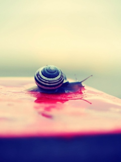 Snail On Wet Surface wallpaper 240x320