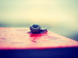 Snail On Wet Surface screenshot #1 320x240