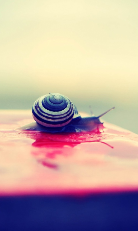 Snail On Wet Surface wallpaper 480x800