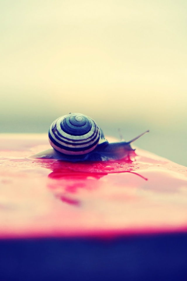 Snail On Wet Surface wallpaper 640x960