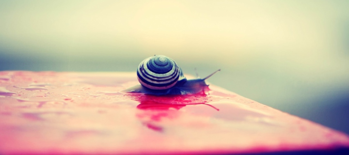 Snail On Wet Surface wallpaper 720x320