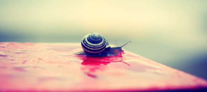 Screenshot №1 pro téma Snail On Wet Surface 720x320