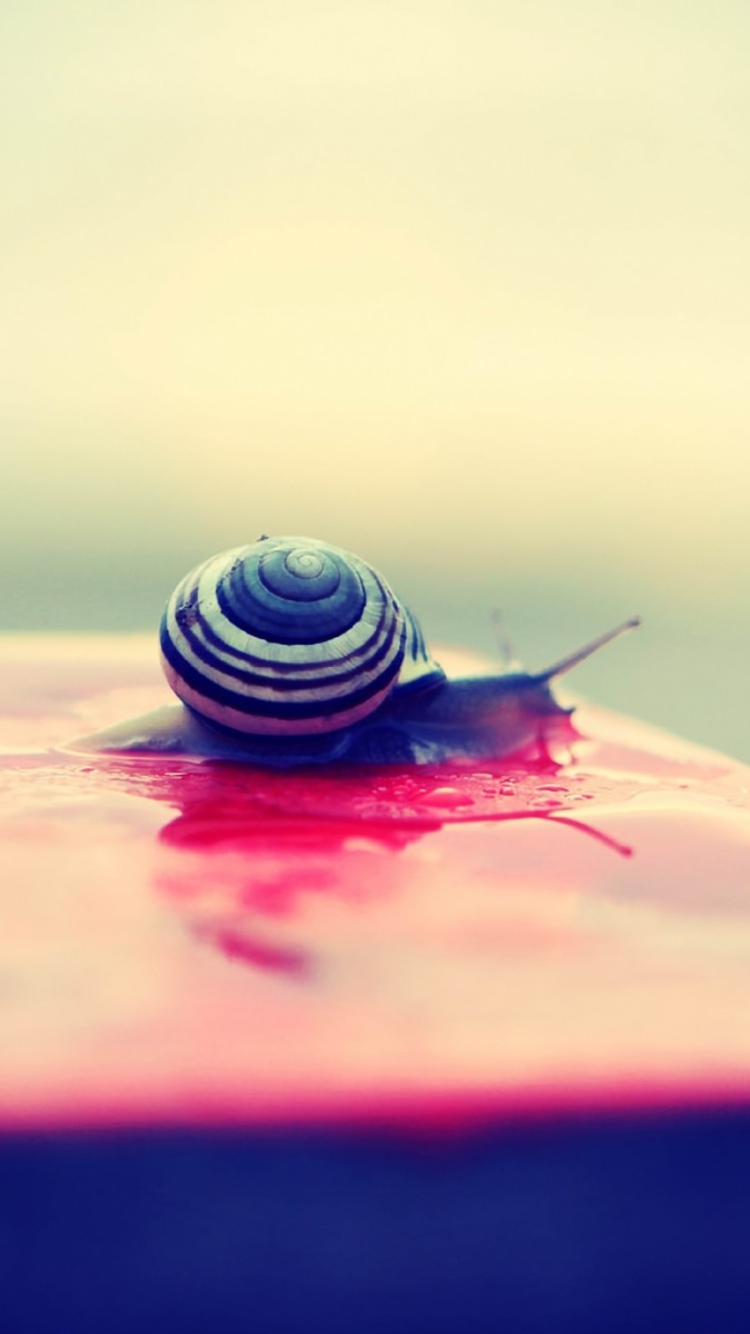 Snail On Wet Surface wallpaper 750x1334