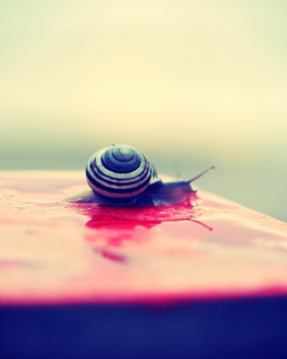 Snail On Wet Surface - Obrázkek zdarma pro 132x176