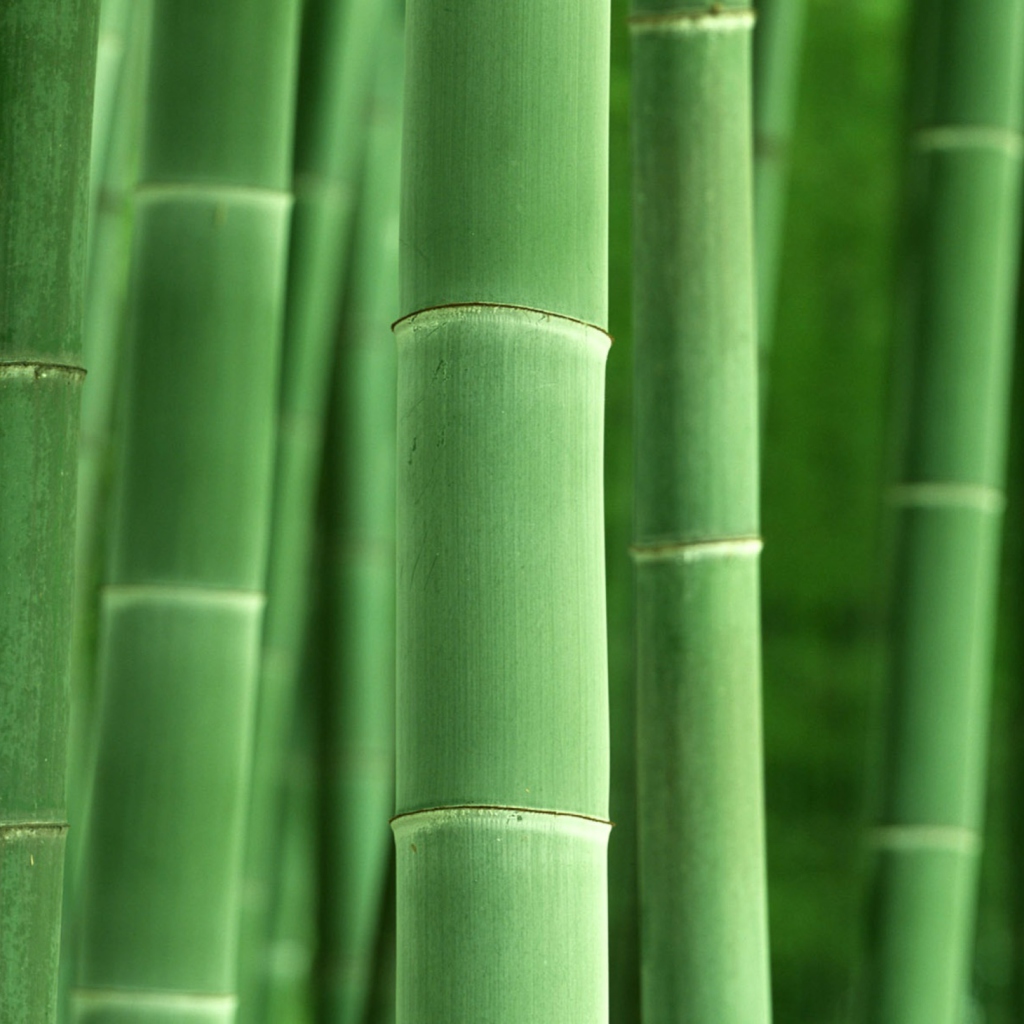 Fondo de pantalla Green Bamboo 1024x1024