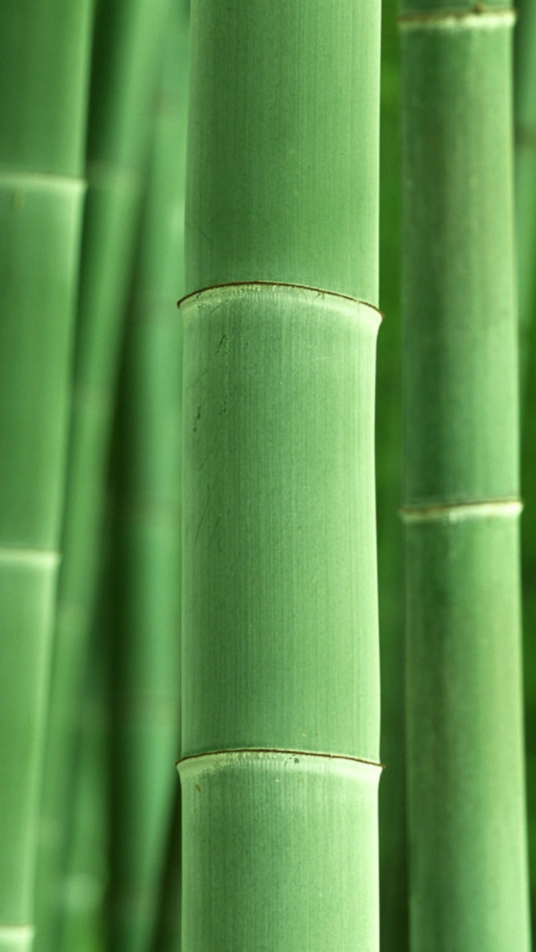 Fondo de pantalla Green Bamboo 1080x1920