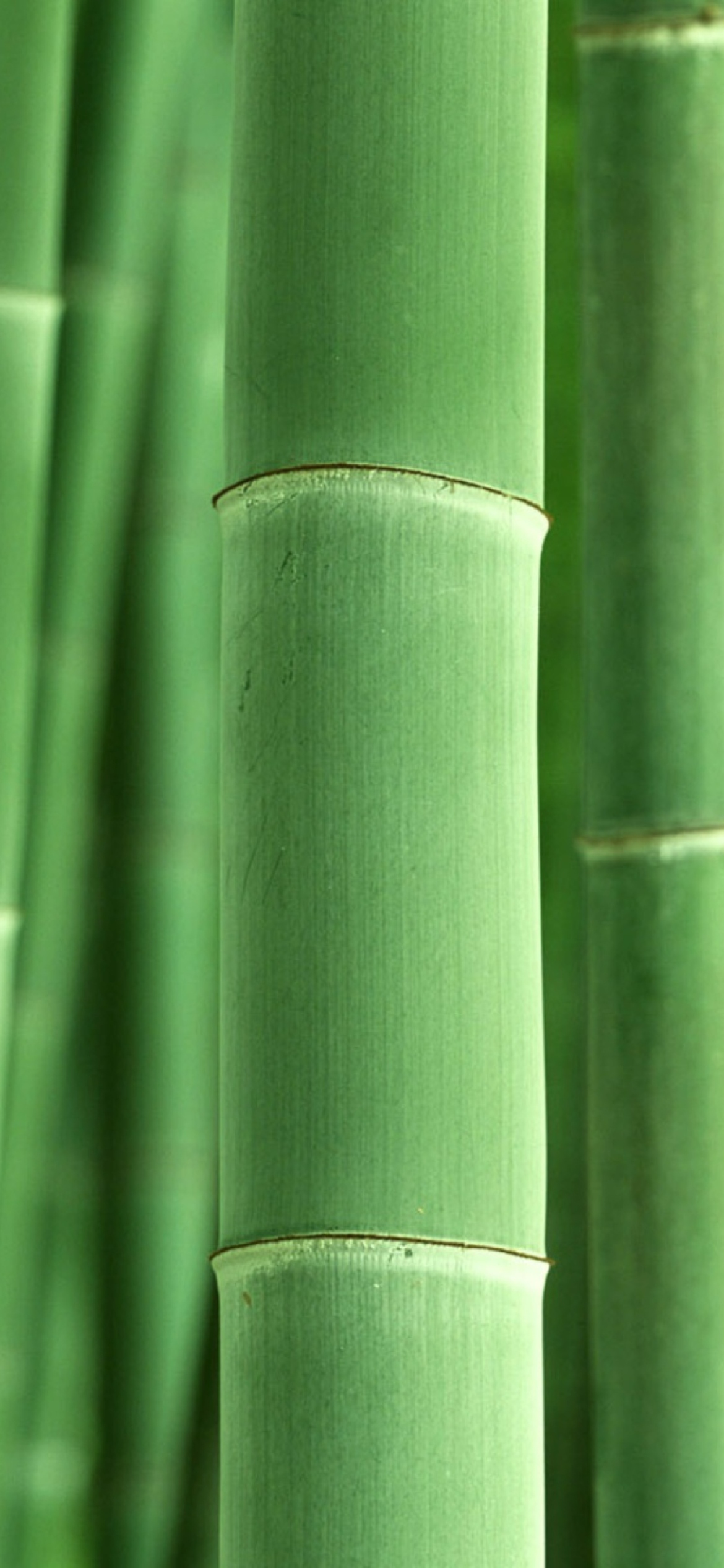 Sfondi Green Bamboo 1170x2532