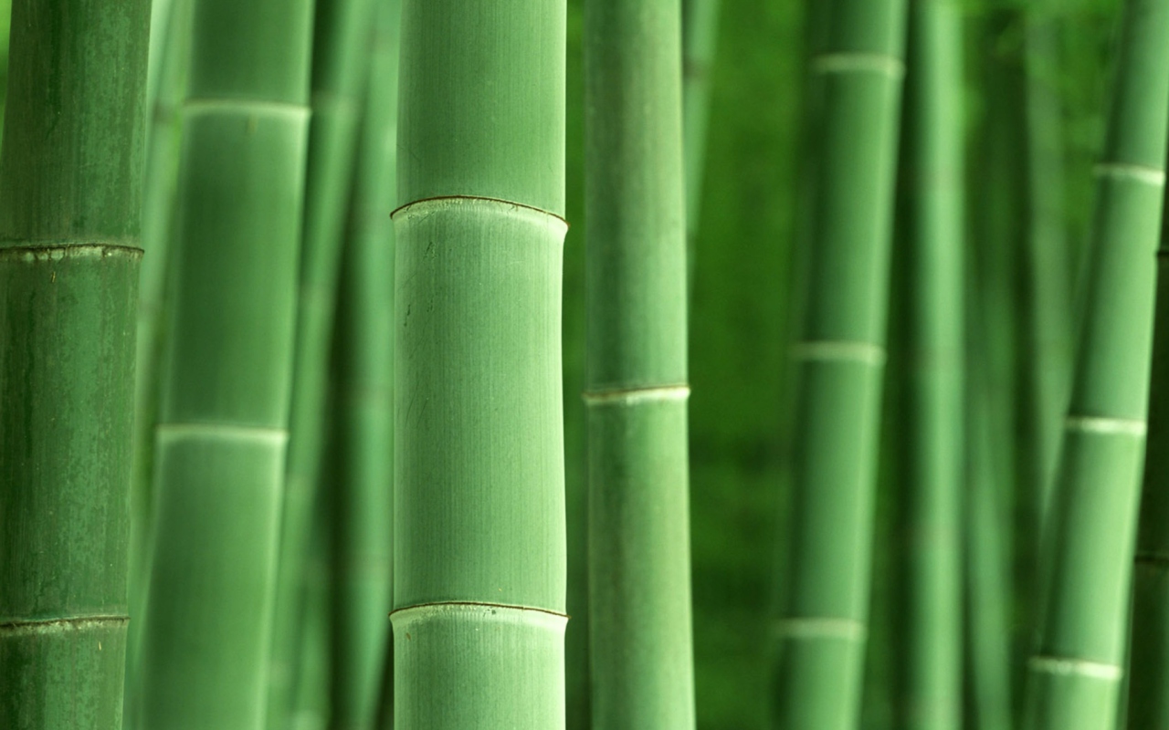 Green Bamboo wallpaper 1280x800