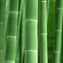 Screenshot №1 pro téma Green Bamboo 128x128