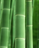 Fondo de pantalla Green Bamboo 128x160
