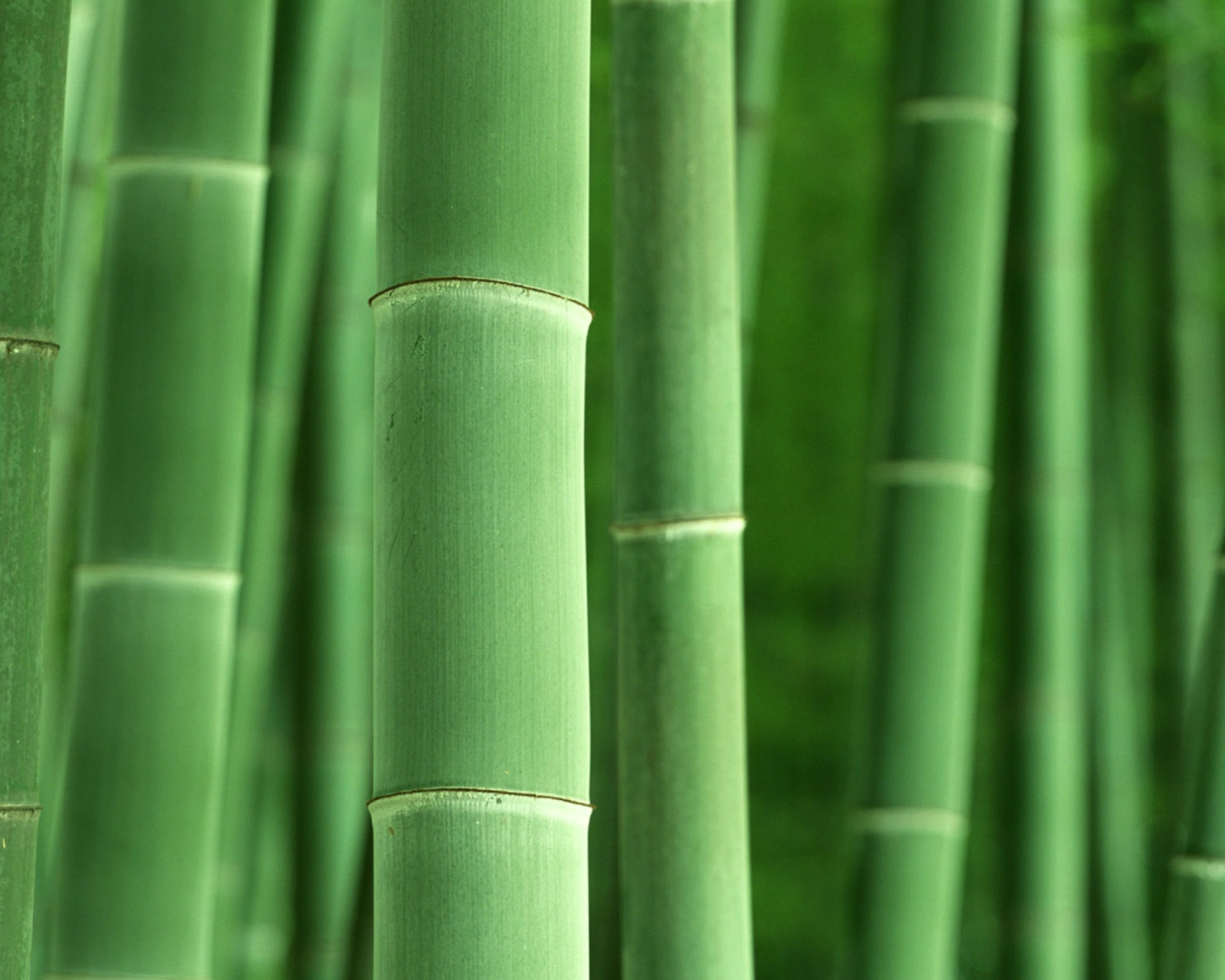 Sfondi Green Bamboo 1600x1280