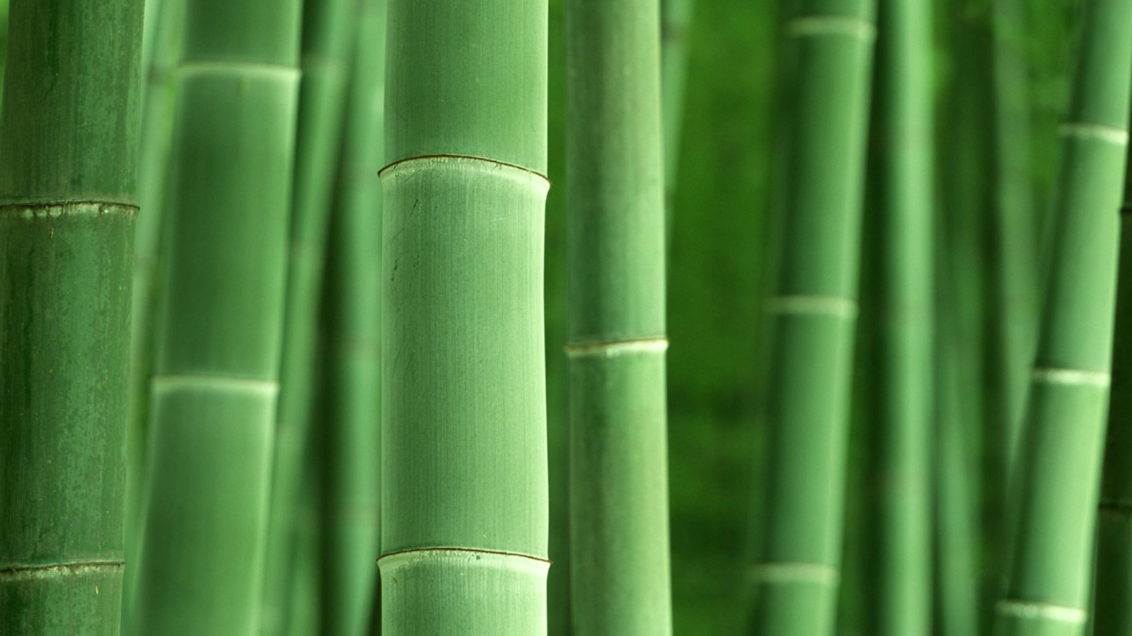 Green Bamboo wallpaper 1600x900