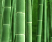 Das Green Bamboo Wallpaper 176x144