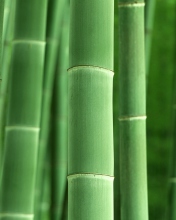 Das Green Bamboo Wallpaper 176x220