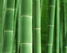 Green Bamboo wallpaper 220x176