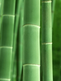 Green Bamboo wallpaper 240x320