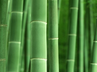 Обои Green Bamboo 320x240