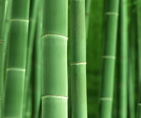 Green Bamboo wallpaper 480x400