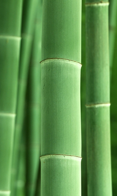 Green Bamboo wallpaper 480x800