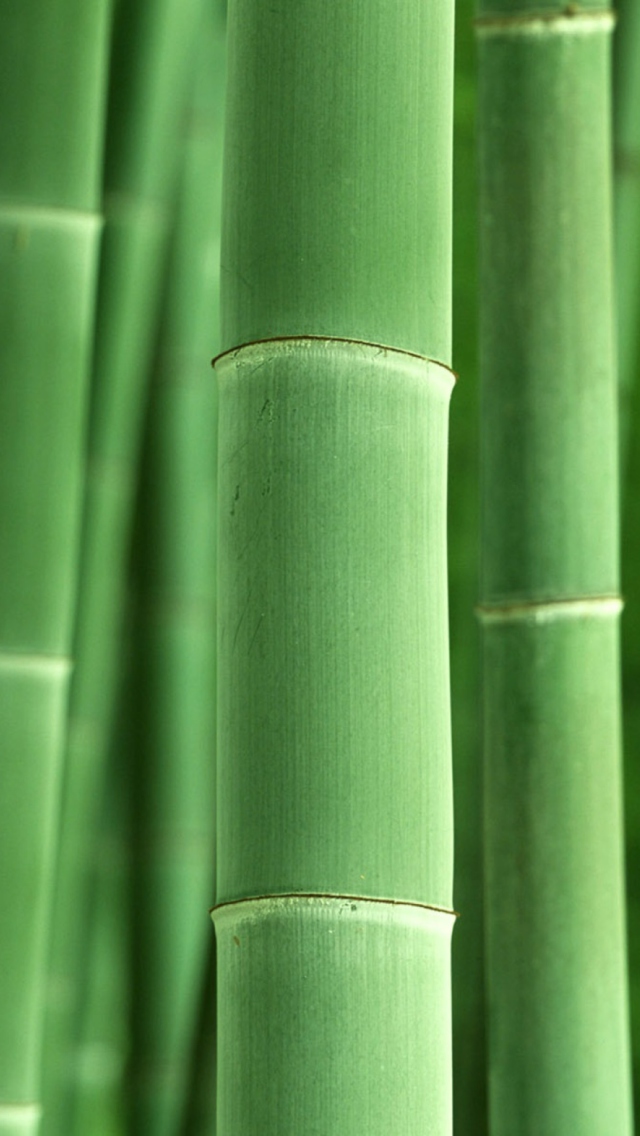Fondo de pantalla Green Bamboo 640x1136