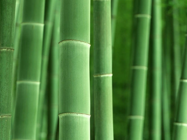 Fondo de pantalla Green Bamboo 640x480