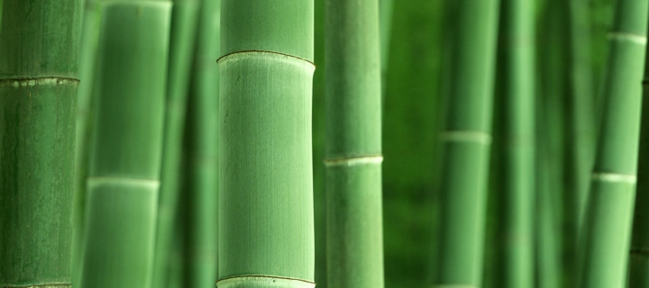 Fondo de pantalla Green Bamboo 720x320