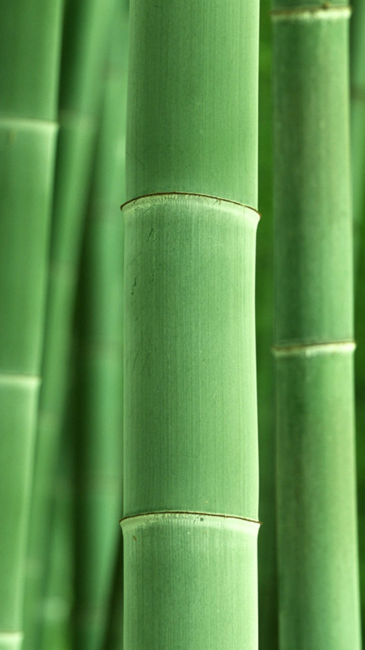 Green Bamboo wallpaper 750x1334