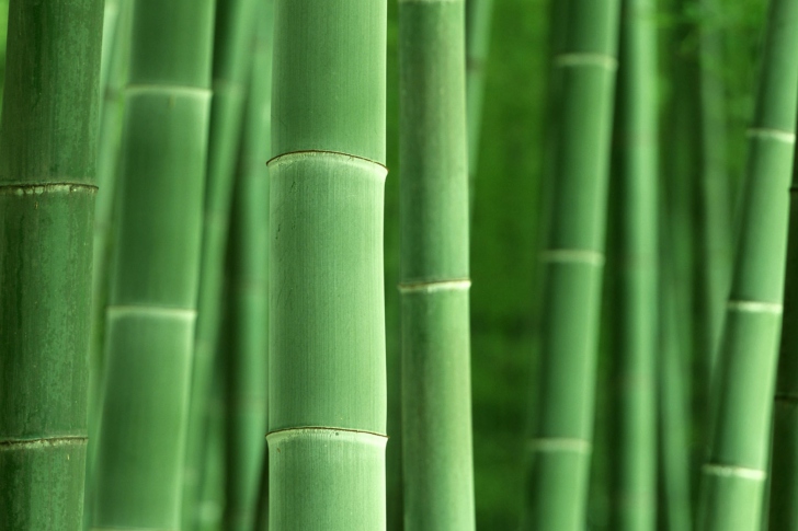 Обои Green Bamboo