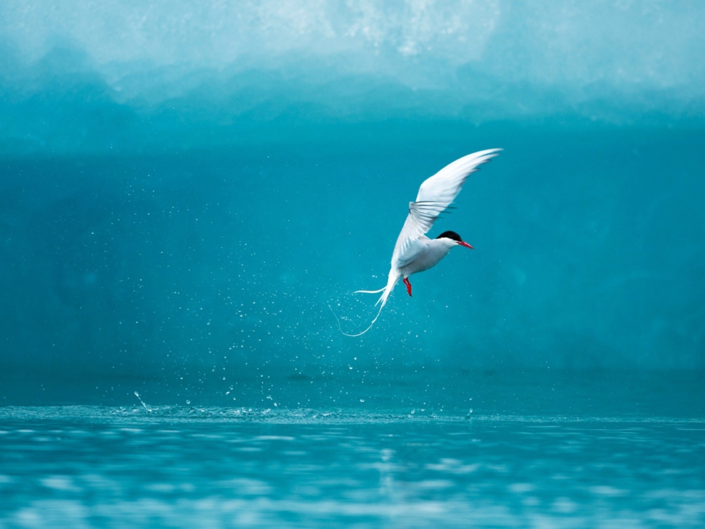 Das Arctic Tern Wallpaper 1024x768