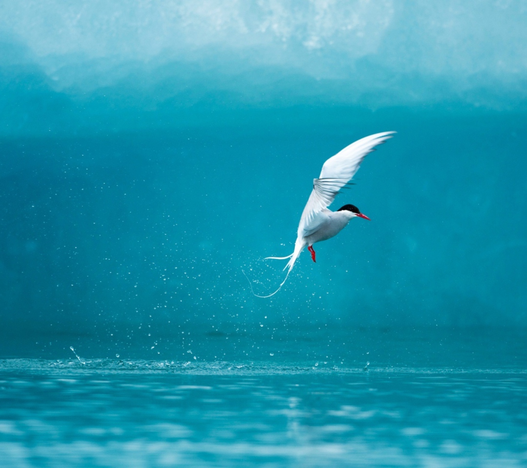Fondo de pantalla Arctic Tern 1080x960