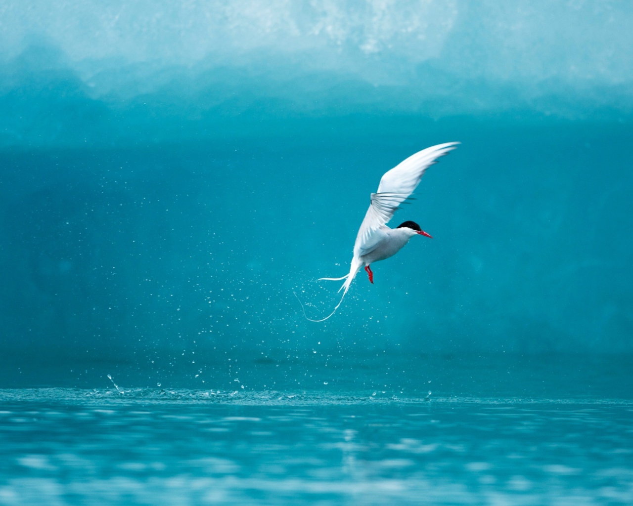 Fondo de pantalla Arctic Tern 1280x1024