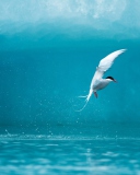 Arctic Tern wallpaper 128x160