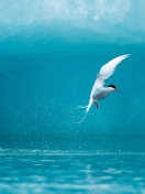 Das Arctic Tern Wallpaper 132x176