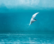 Das Arctic Tern Wallpaper 176x144