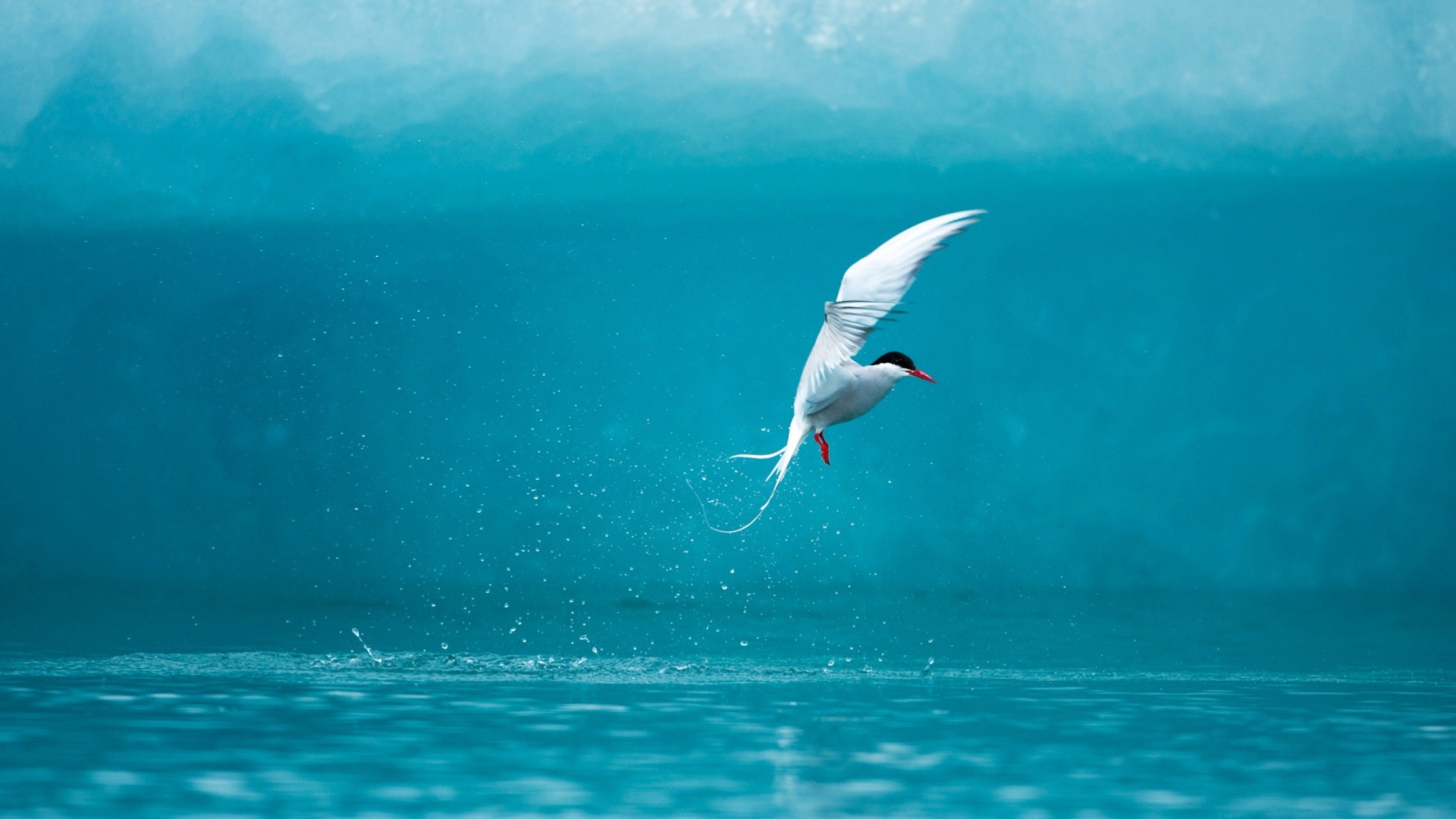 Sfondi Arctic Tern 1920x1080