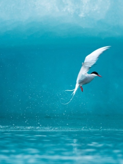 Das Arctic Tern Wallpaper 240x320