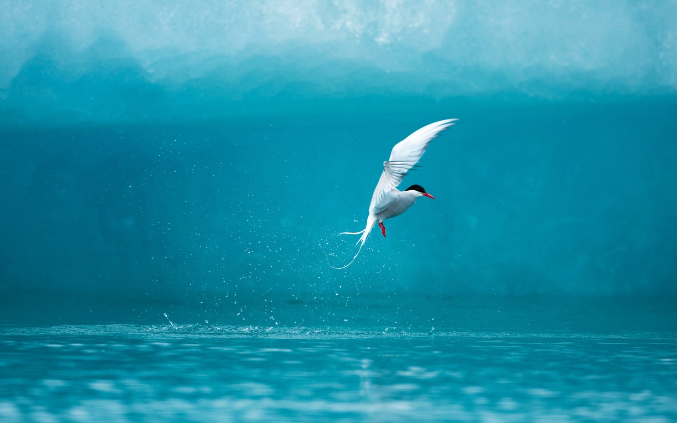 Das Arctic Tern Wallpaper 2560x1600