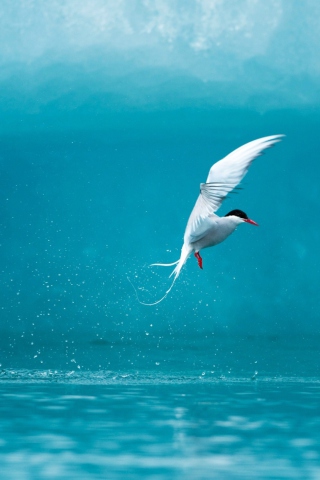 Arctic Tern screenshot #1 320x480