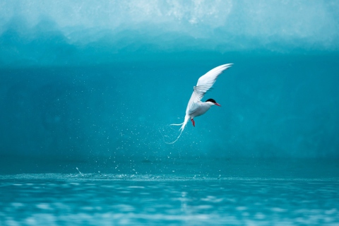 Das Arctic Tern Wallpaper 480x320