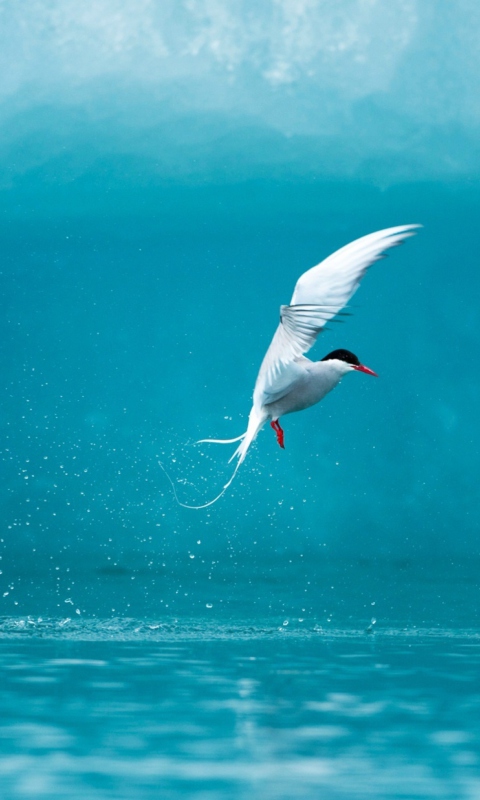 Arctic Tern screenshot #1 480x800
