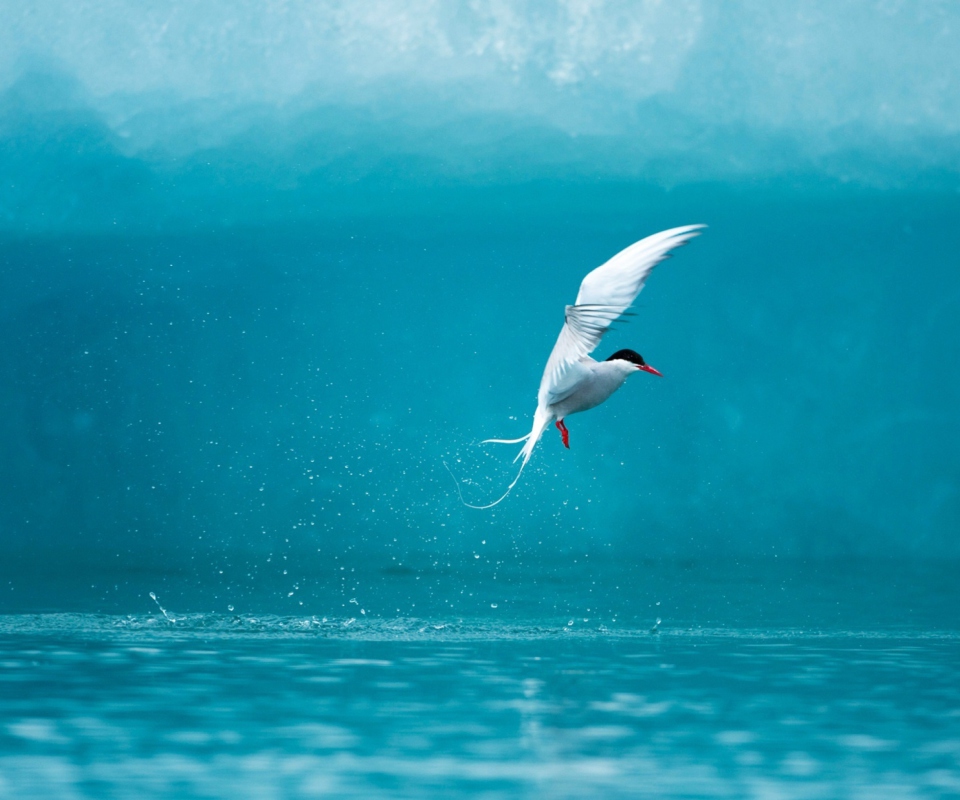 Das Arctic Tern Wallpaper 960x800