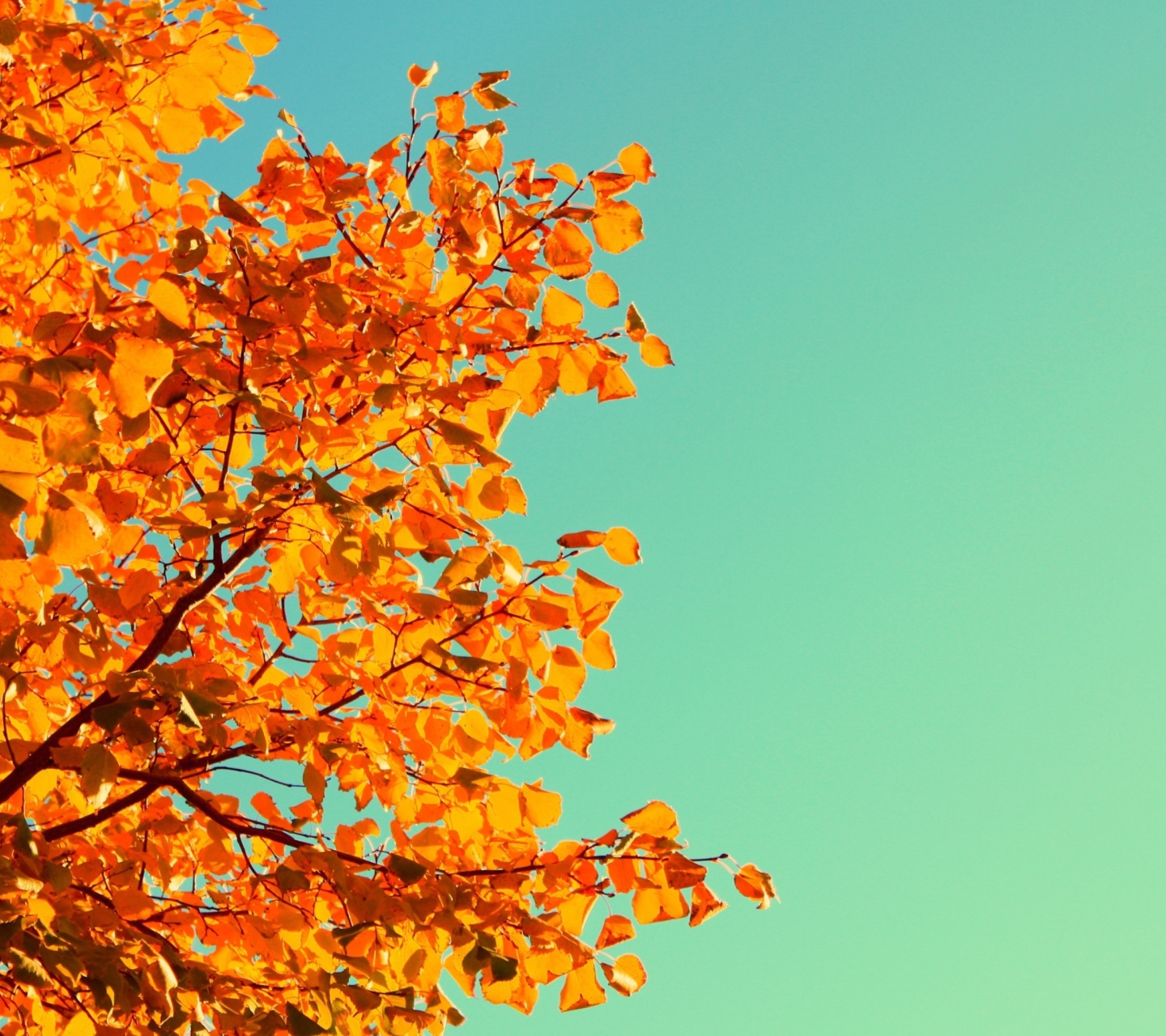 Autumn screenshot #1 1440x1280
