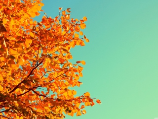 Autumn screenshot #1 320x240