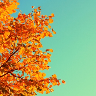 Autumn Background for 2048x2048